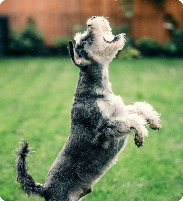 How Fat Quality in Dog Food Affects Coat, Skin, and Energy