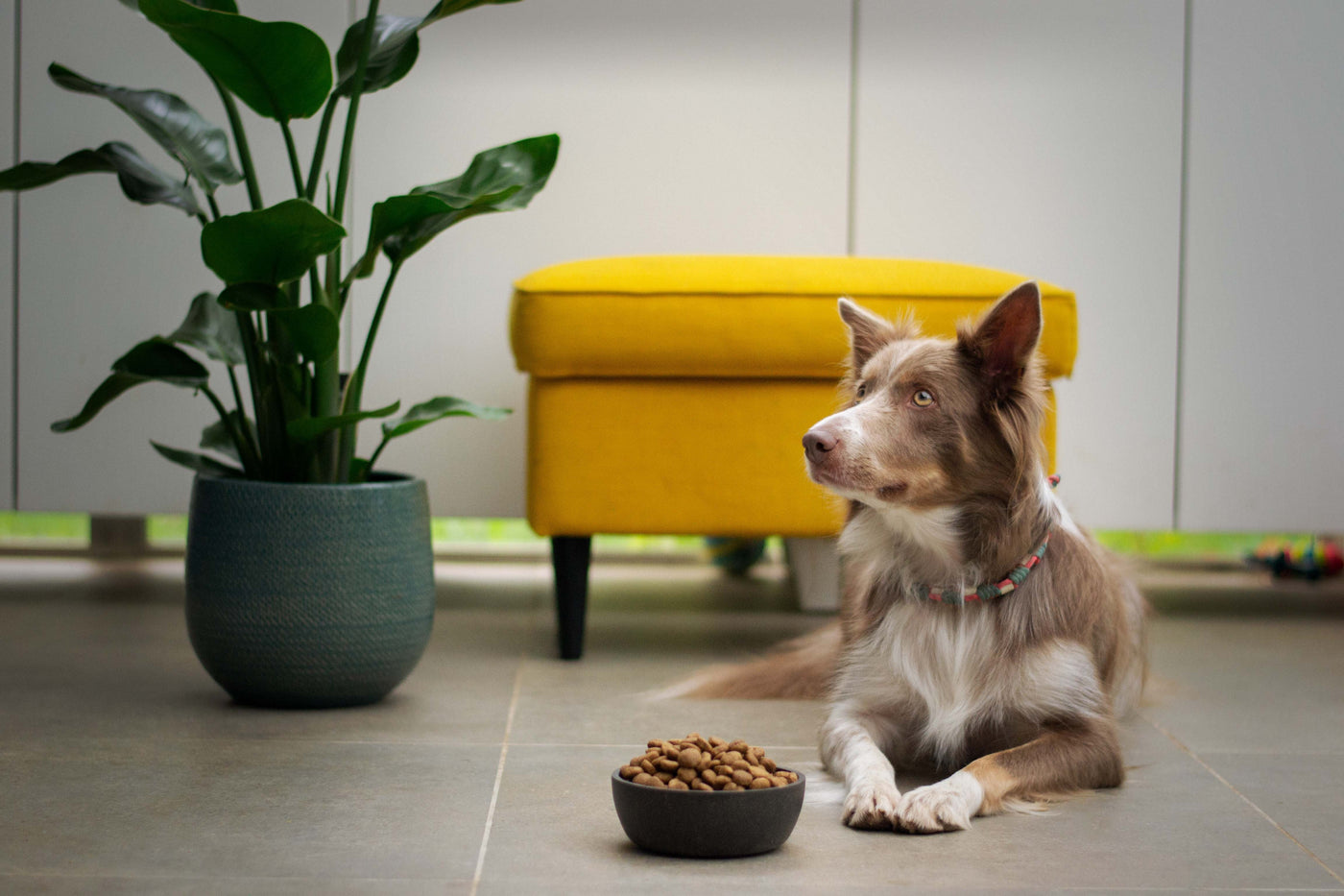 How to transition your dogs diet to Canine Plus+ ?