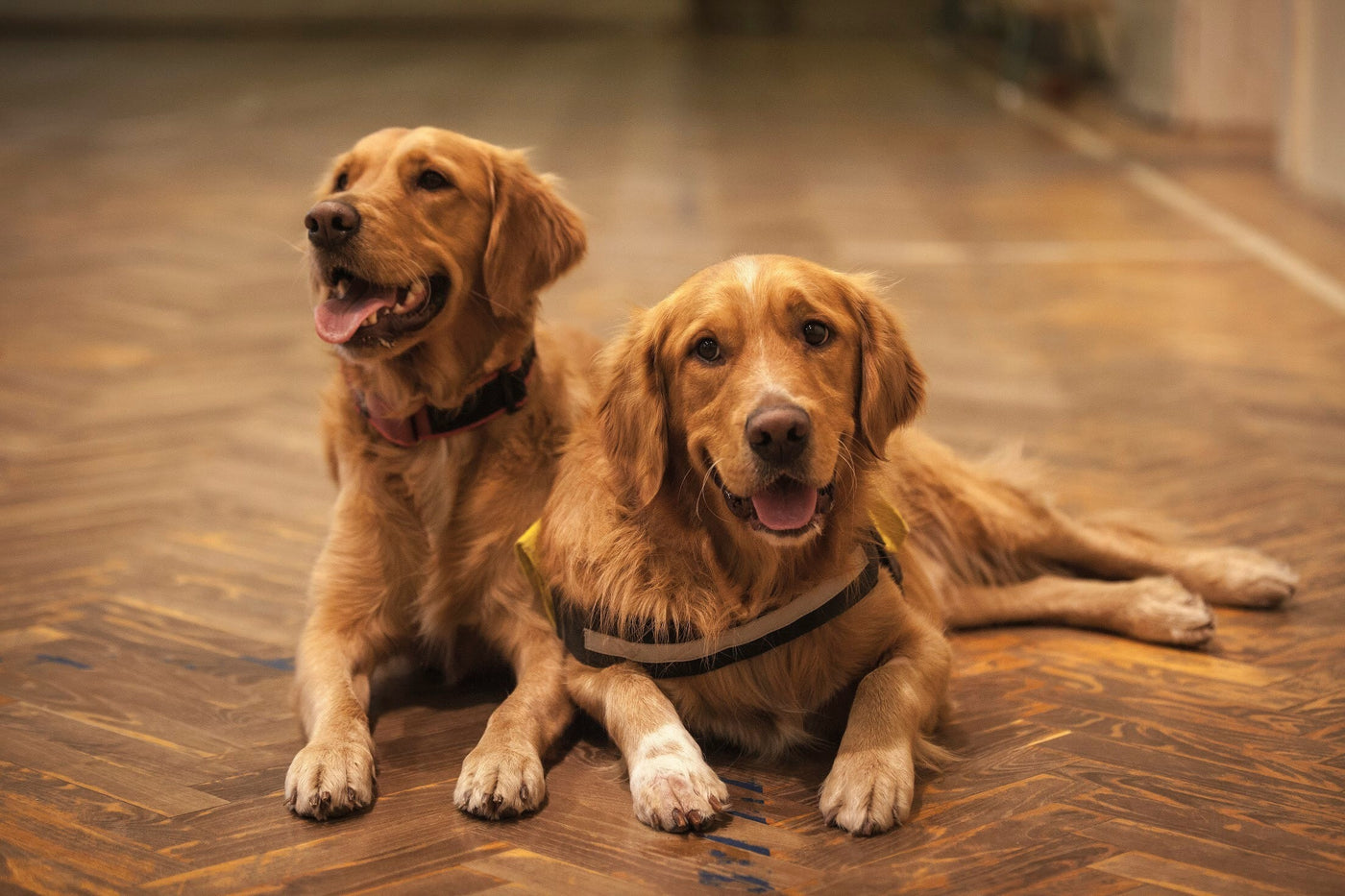 What Your Dog’s Stool Tells You About Food Quality