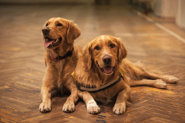 What Your Dog’s Stool Tells You About Food Quality