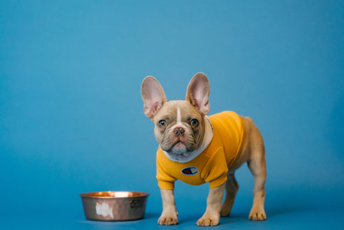 How to Read a Dog Food Guaranteed Analysis Panel