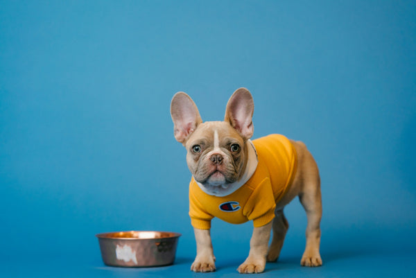 How to Read a Dog Food Guaranteed Analysis Panel