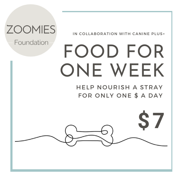 Help Nourish a Stray For $7: Feed a dog for a week