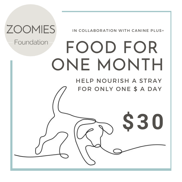 Help Nourish a Stray For $30: Feed a dog for a Month