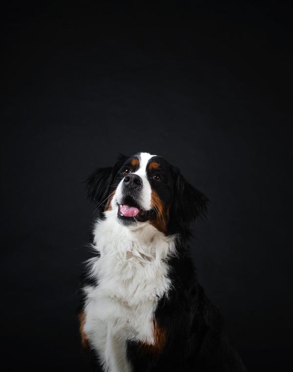 Formulated for true canine physiology